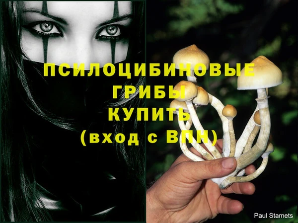 крисы Бородино