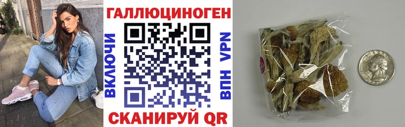 Псилоцибиновые грибы Psilocybe  Кущёвская 